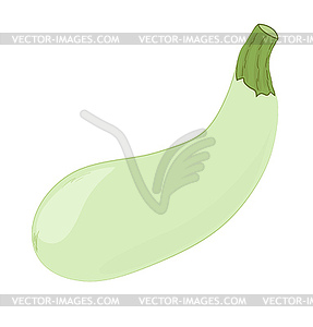 Green marrow squash - vector clip art