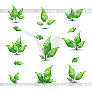 Set of green fresh leaves  - vector image