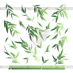 Bamboo branches  - vector clipart