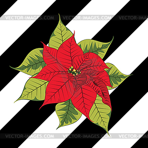 Poinsettia on black stripes - vector clip art