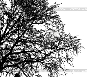 Black leafless tree branches - royalty-free vector clipart