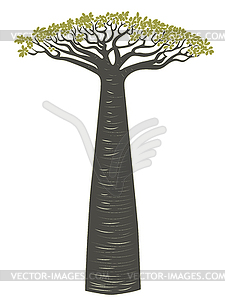 Baobab tree design - vector image