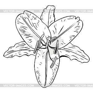 Lily flower line art - vector image