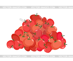 Bunch of Tomato. lot of vegetables. big crop on farm - vector clip art