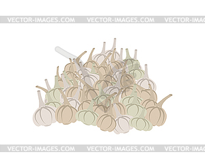 Bunch of garlic. lot of vegetables. big crop on farm - vector clip art