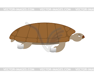 Sea turtle . Sea animal terrapin - vector clipart