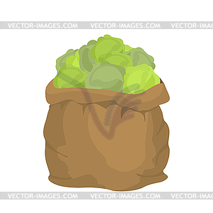 Cabbage Burlap bag. sack of vegetables. big crop - vector image