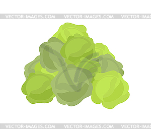 Bunch cabbage. lot of vegetables. big crop on farm - vector clip art