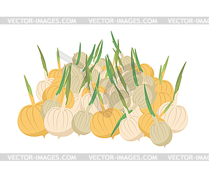 Bunch onion. lot of vegetables. big crop on farm - royalty-free vector image