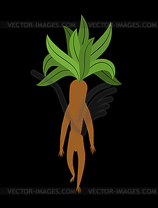 Mandrake root . Legendary mystical plant in form - vector image