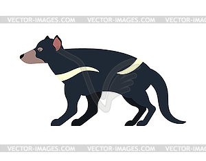 Tasmanian devil . Marsupial wild beast. Animal - vector clip art