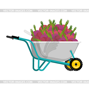 Wheelbarrow and beet. vegetables in garden - vector image