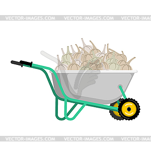 Wheelbarrow and garlic. vegetables in garden - vector clipart