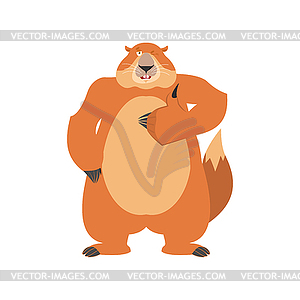 Groundhog thumbs up and winks. Woodchuck happy - vector image
