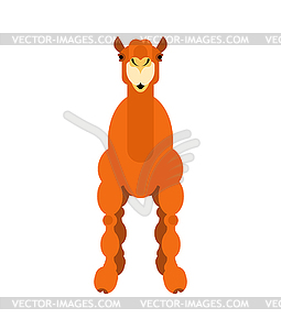 Camel front. Animal UAE. Beast of desert - vector clip art