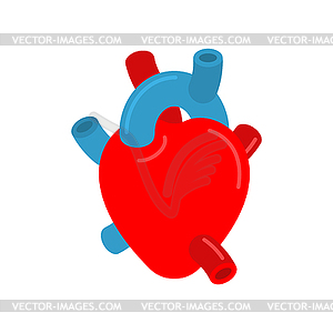 Анатомическое сердце. Желудочки и предсердия. Аорта и - графика в векторе