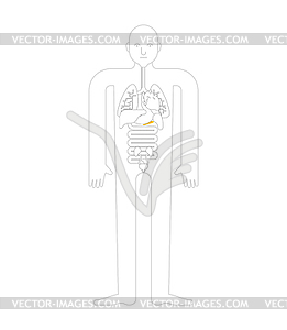 Pancreas Human anatomy. Internal organs. Systems - vector image