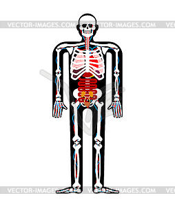 Human anatomy. Skeleton and Internal organs. System - vector EPS clipart
