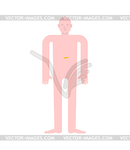 Pancreas Human anatomy. Internal organs. Systems - royalty-free vector image