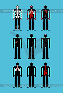 Анатомия человека. Скелет и внутренние органы. система - векторный клипарт Royalty-Free