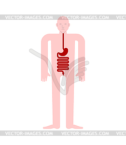 Желудок и пищевод и прямая кишка Анатомия человека. - векторный клипарт / векторное изображение