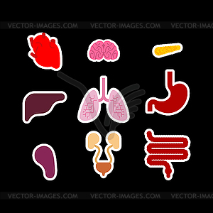 Human anatomy organs Internal set. Heart and - vector clipart