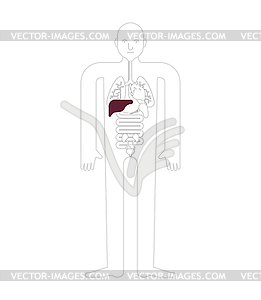 Liver Human anatomy. Gastrointestinal tract Interna - vector image