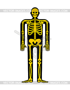 Skeleton anatomy human. Skeletal system cross - royalty-free vector image