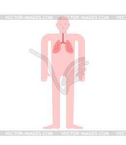 Lungs Human anatomy. Gastrointestinal tract Interna - vector image