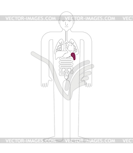 Spleen Human anatomy. Gastrointestinal tract - royalty-free vector image