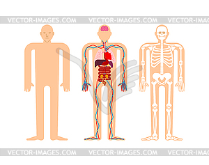 Human anatomy. Skeleton and Internal organs. System - vector clip art