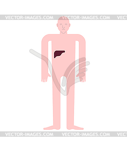 Liver Human anatomy. Gastrointestinal tract Interna - vector image