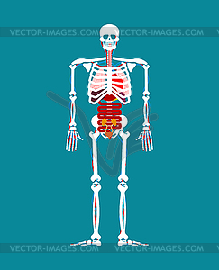 Human anatomy. Skeleton and Internal organs. System - vector EPS clipart