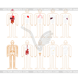 Human anatomy. Skeleton and Internal organs. System - royalty-free vector image