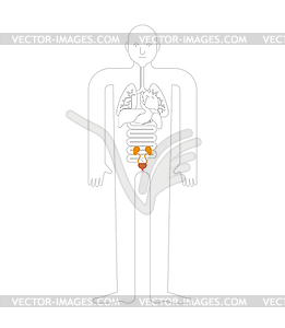 Kidney and Bladder Human anatomy. Gastrointestinal - royalty-free vector image