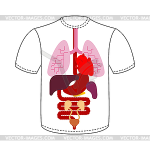 T-shirt Internal organs. Human anatomy. Systems of - vector clipart