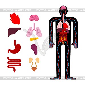 Human anatomy organs Internal. Systems of man body - vector EPS clipart