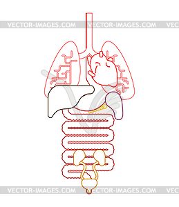 Human anatomy organs Internal. Systems of man body - vector image