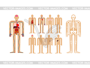 Human anatomy. Skeleton and Internal organs. System - vector image