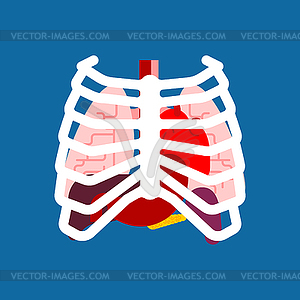 Rib cage and Internal organs. Human anatomy. System - vector EPS clipart