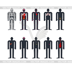 Human anatomy System. Skeleton and Internal - vector image