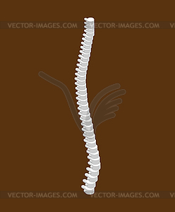 Spinal isometric . 3D Bones. Human bone system - vector image