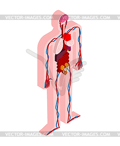 Тело анатомии человека изометрично. Внутренние органы 3D. - клипарт в векторном формате