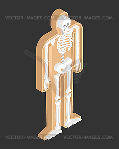 Skeleton isometric anatomy of human body. Internal - vector clipart