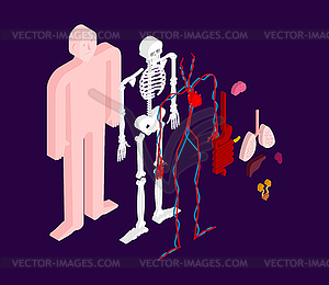 Тело анатомии человека изометрично. Внутренние органы 3D. - клипарт в векторном формате