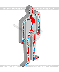 Изометрическая анатомия человека в системе сердца и крови человека - векторизованное изображение