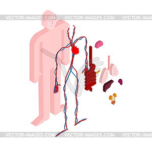 Тело анатомии человека изометрично. Внутренние органы 3D. - клипарт в векторном формате