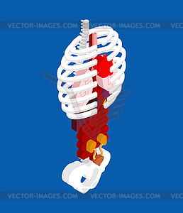 Human anatomy isometric. Skeleton and Internal - vector image