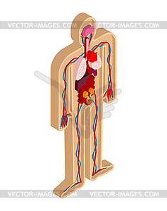 Human anatomy body isometric. Internal organs 3D. - vector clipart