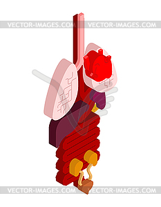 Internal organ isometric. 3D anatomy of human - vector clip art